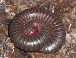 Giant millipede